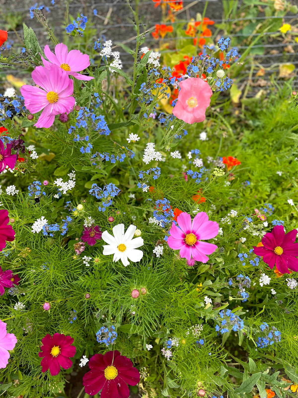 Wildflower Seeds 'Cut Flower Mix'
