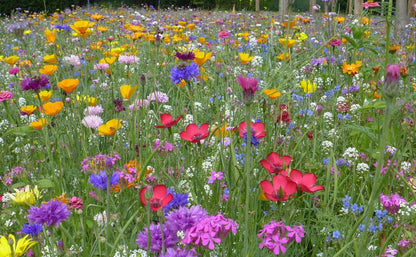 Wildflower Seeds 'Northeast Mix'