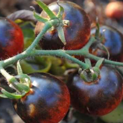 Blueberries Cherry Tomato Tarot Garden