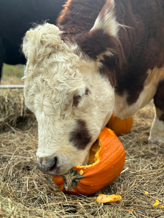 Sponsor a pumpkin