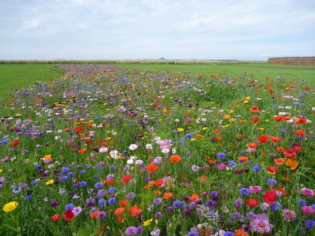 Wildflower Seeds 'Shady Mix'