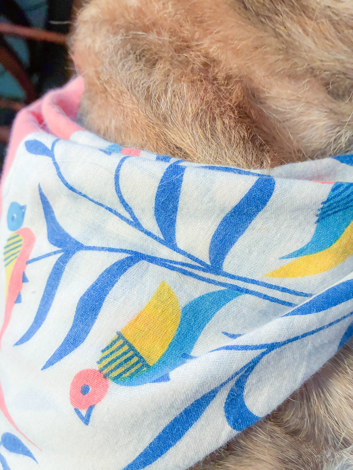 Saree Pet Bandana, Medium