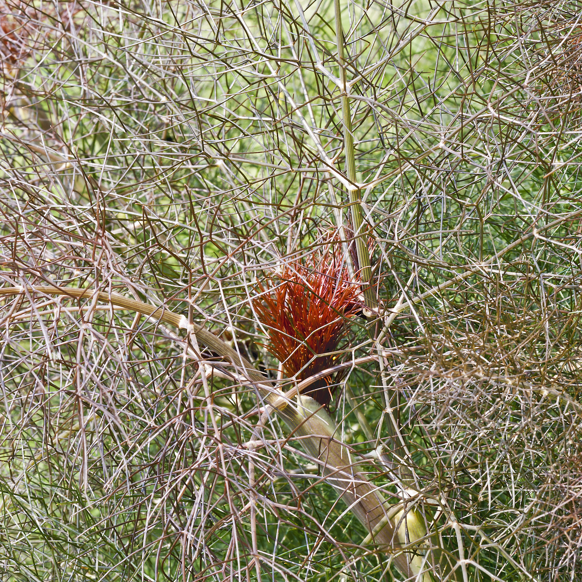 Bronze Fennel Tarot Garden