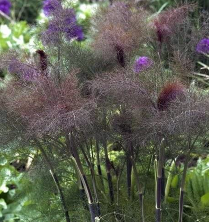 Bronze Fennel Tarot Garden