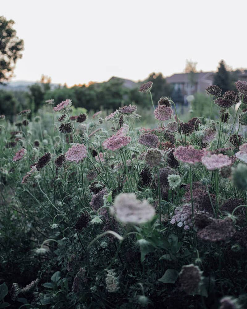 Chocolate Lace Flower - 100 Seeds