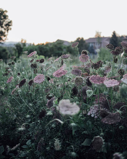 Chocolate Lace Flower - 100 Seeds