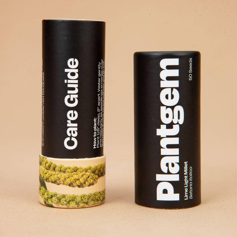 Limelight Millet - 100 Seeds