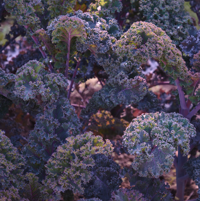 Scarlet Kale Tarot Garden