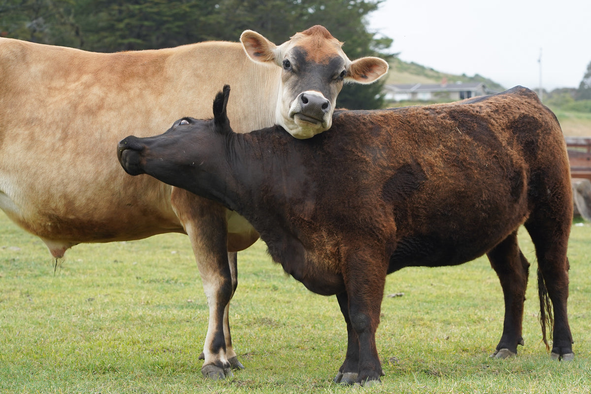 Join the Low Waste Living Club