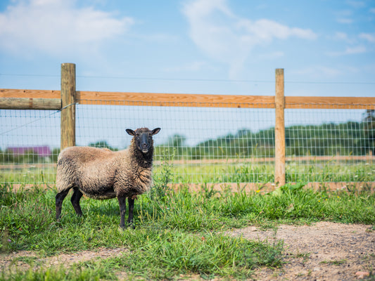 Stella the Sheep Print