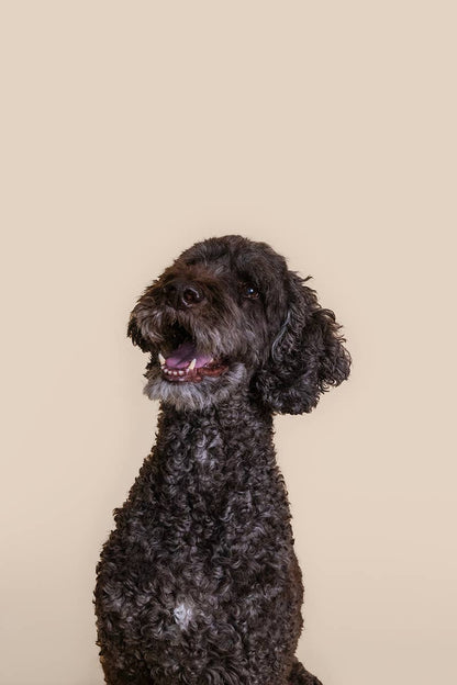 Eco First-Aid Kit for Pets