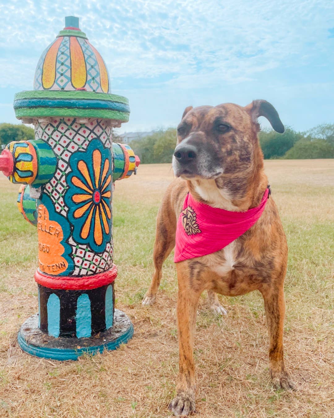 Saree Pet Bandana, Medium