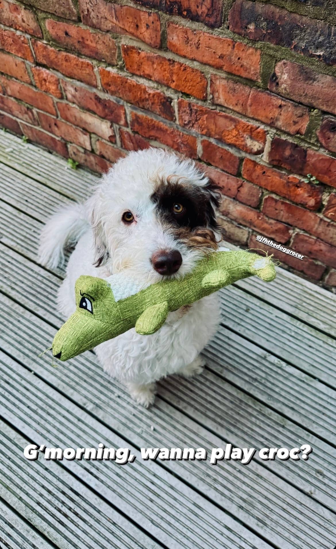 Alligator Plush Dog Toy