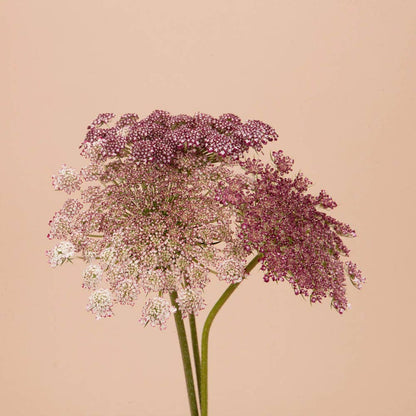 Chocolate Lace Flower - 100 Seeds