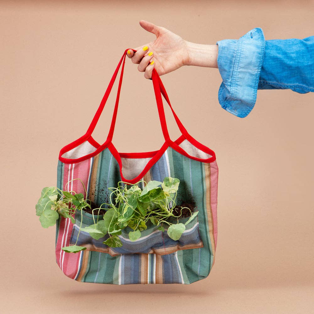 Cream Troika Nasturtium - 100 Seeds