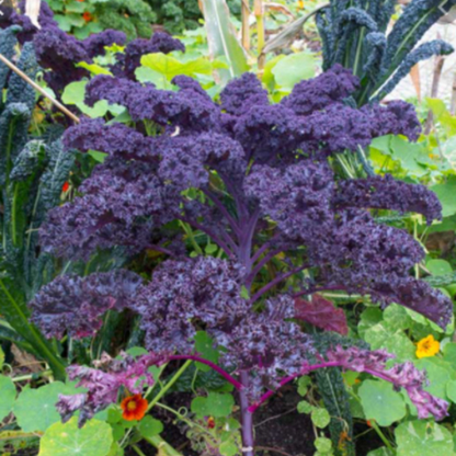 Scarlet Kale Tarot Garden