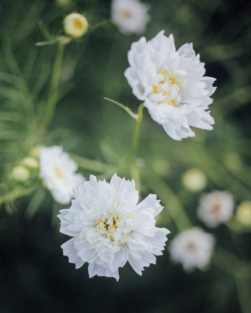 Double Click Snow Puff Cosmos - 50 Seeds