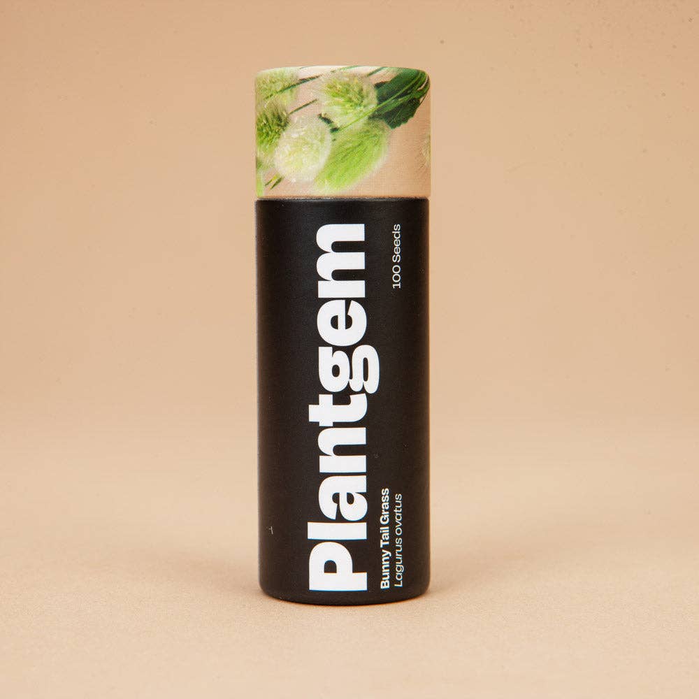 Bunny Tail Grass - 100 Seeds