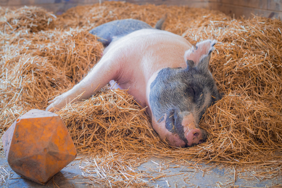 Join the Low Waste Living Club