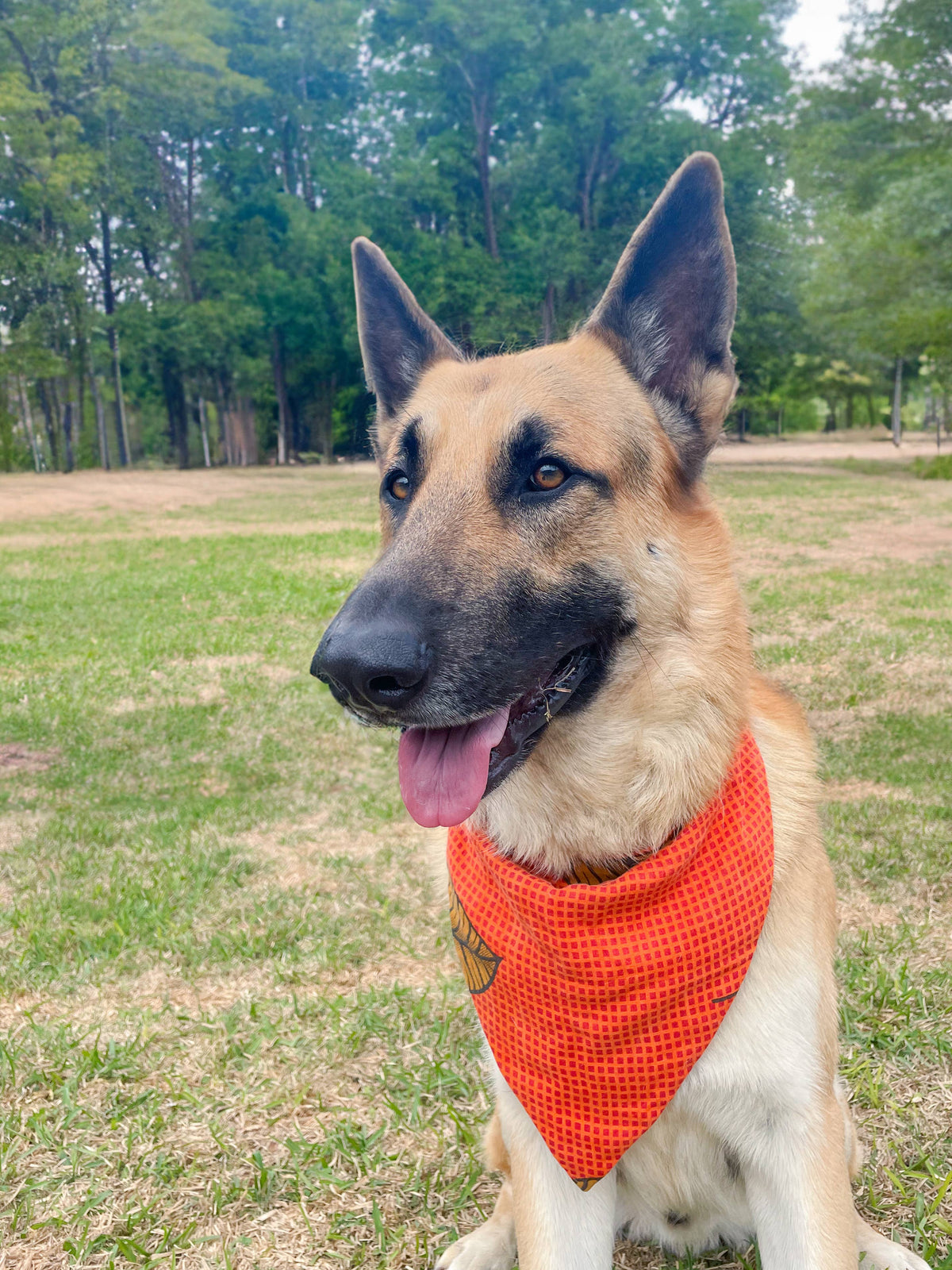 Saree Pet Bandana, Medium