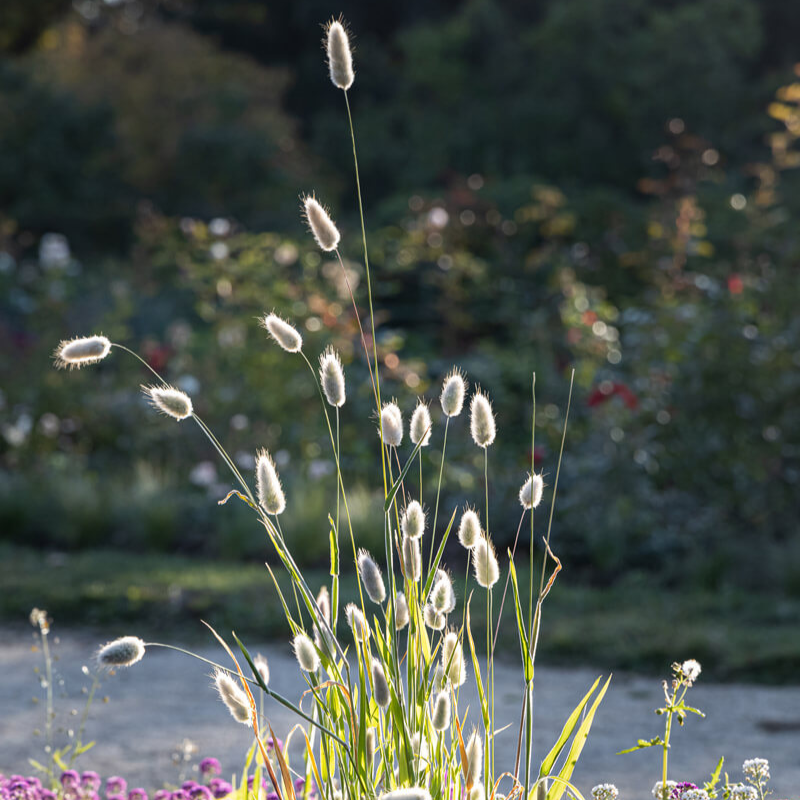 Bunny Tail Grass - 100 Seeds