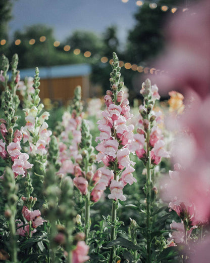 Potomac Lavender Snapdragon - 50 Seeds