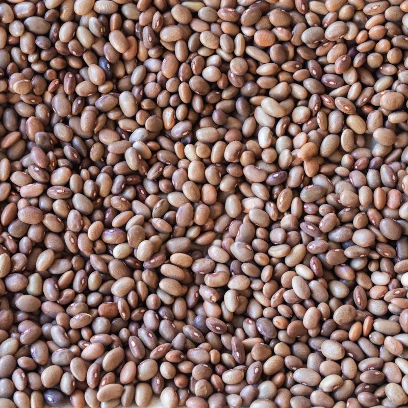 Rancho Gordo Bayo Chocolate Bean