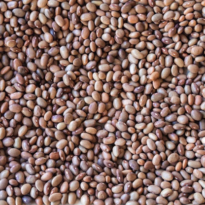 Rancho Gordo Bayo Chocolate Bean