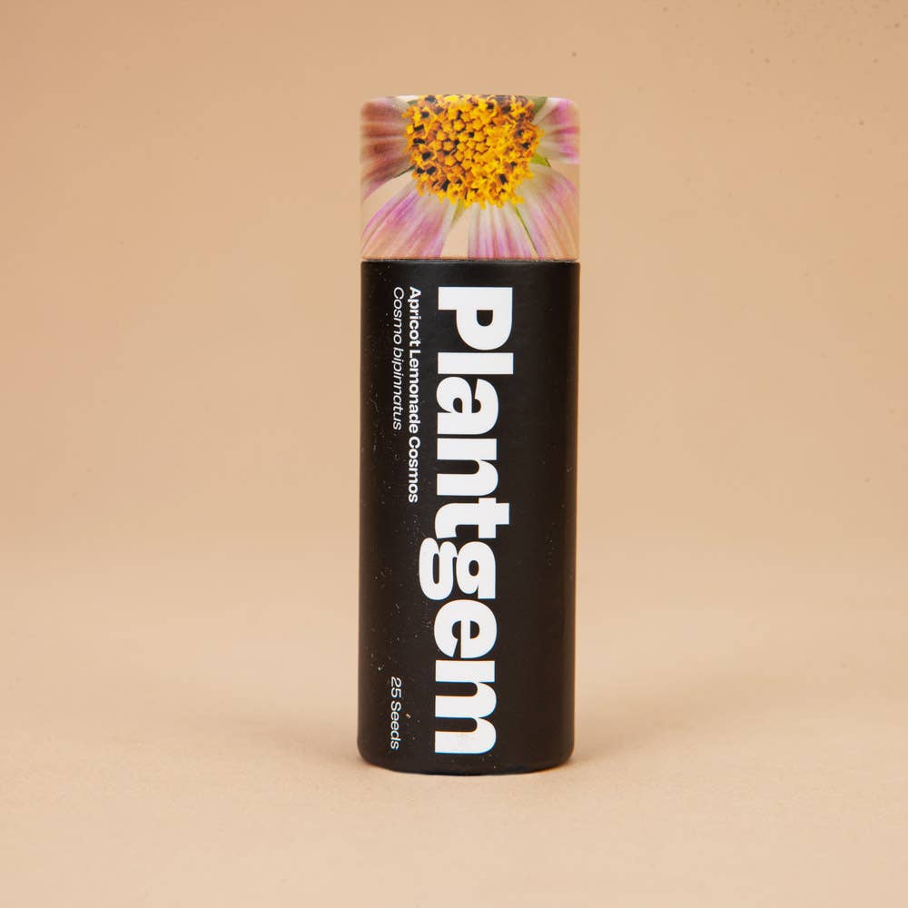 Apricot Lemonade Cosmos - 50 Seeds