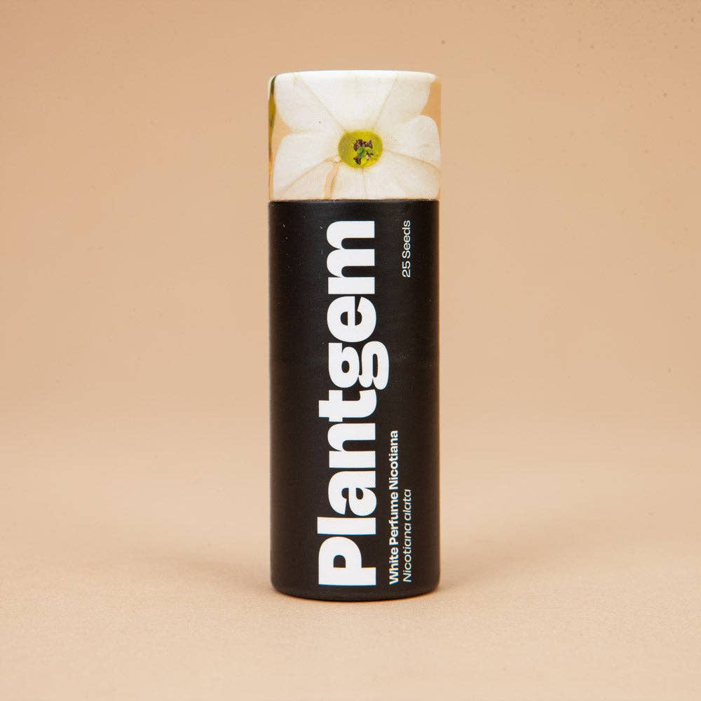 White Perfume Nicotiana - 50 Seeds