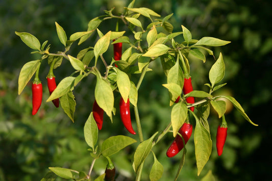 Cayenne Pepper Tarot Garden