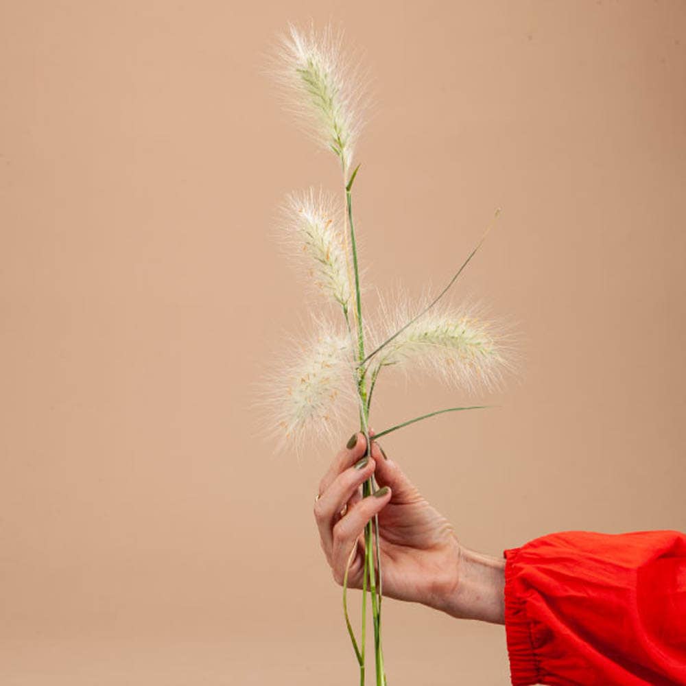 Feathertop Grass - 100 Seeds