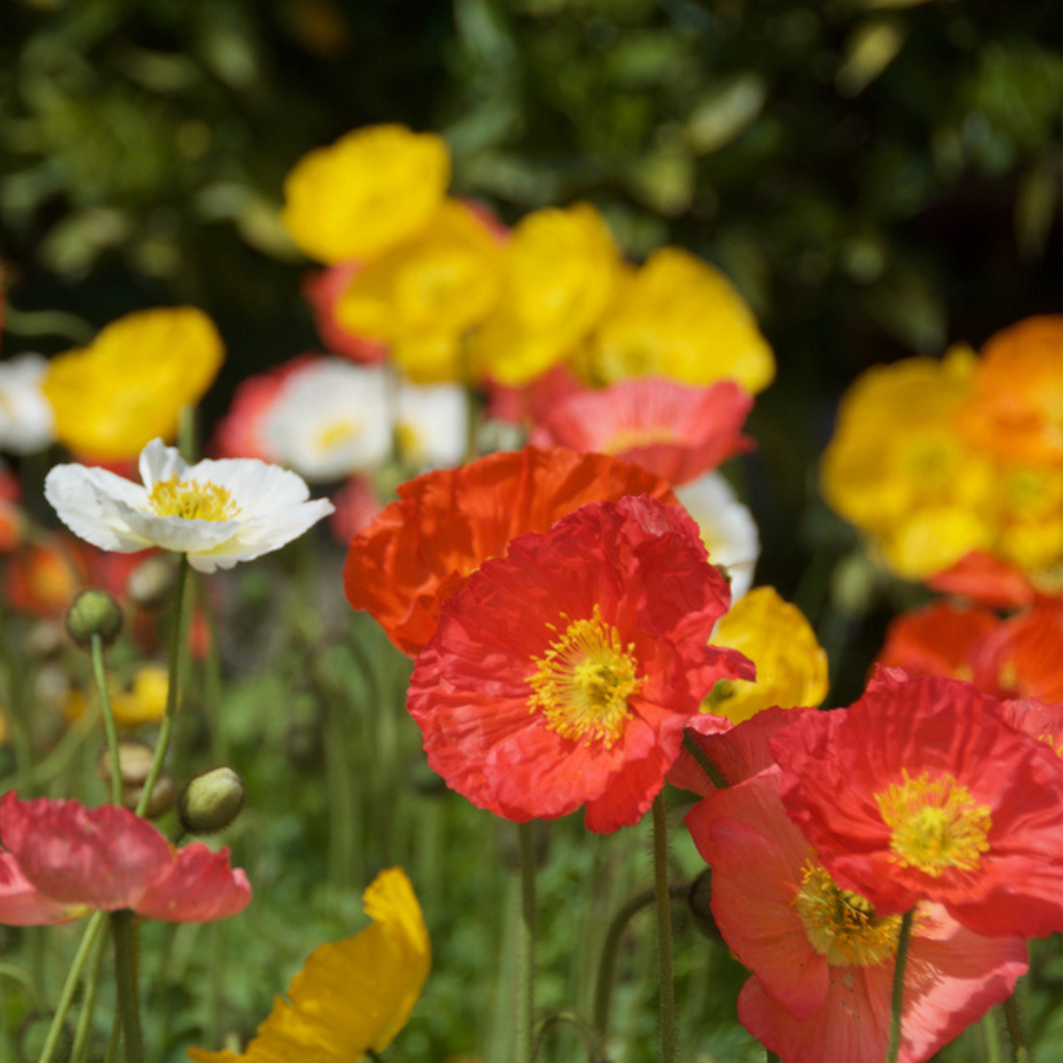 The Poppy Star Tarot Garden