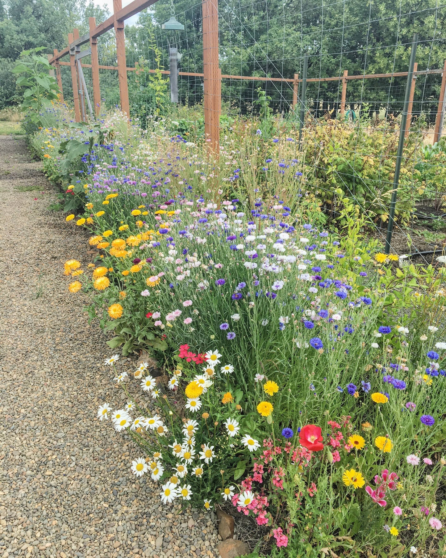 Wildflower Seeds 'Cut Flower Mix'