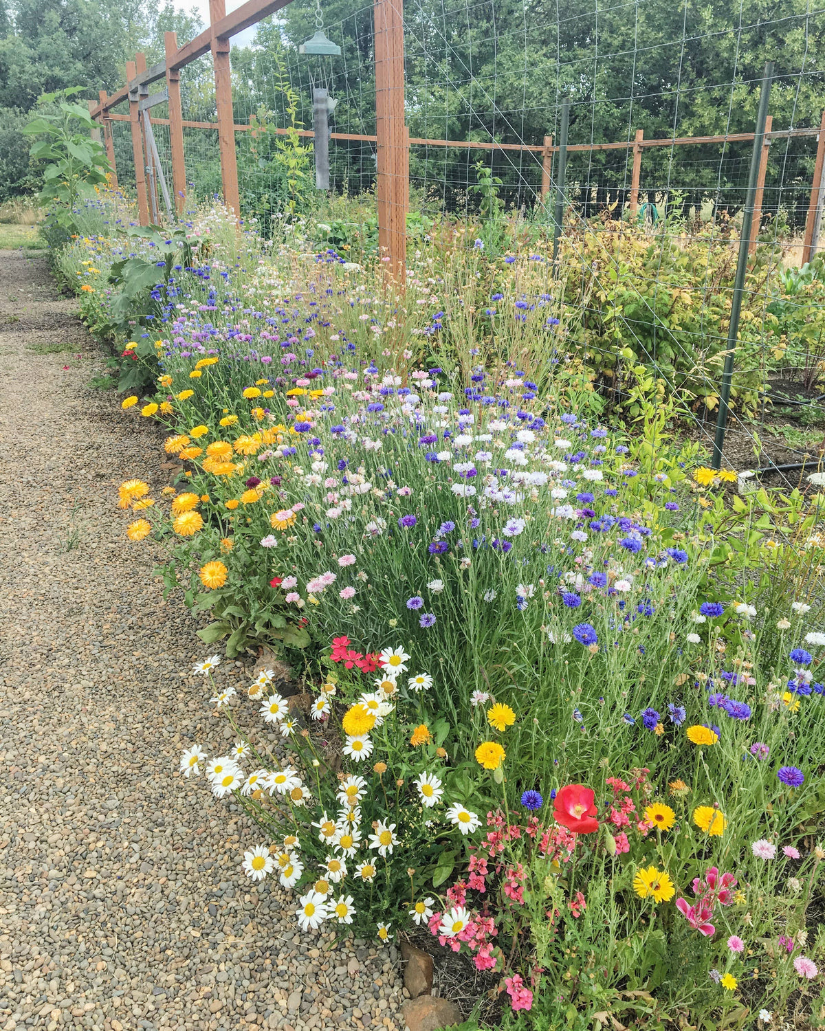 Wildflower Seeds 'Cut Flower Mix'