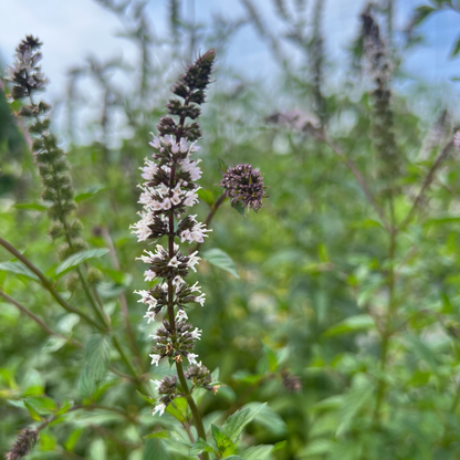 Peppermint Tarot Garden