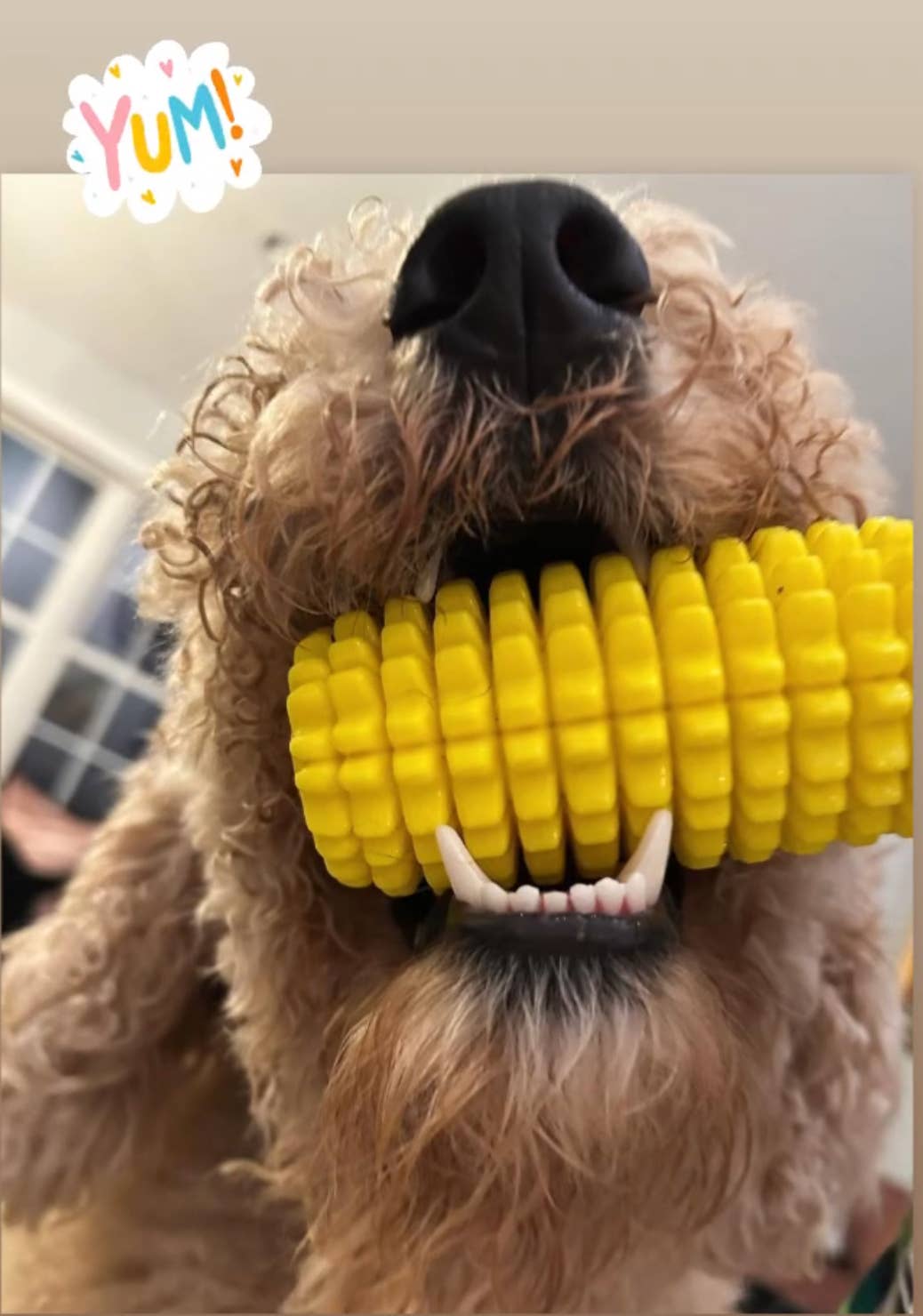 Corn-Shaped Dental Chew Dog Toy