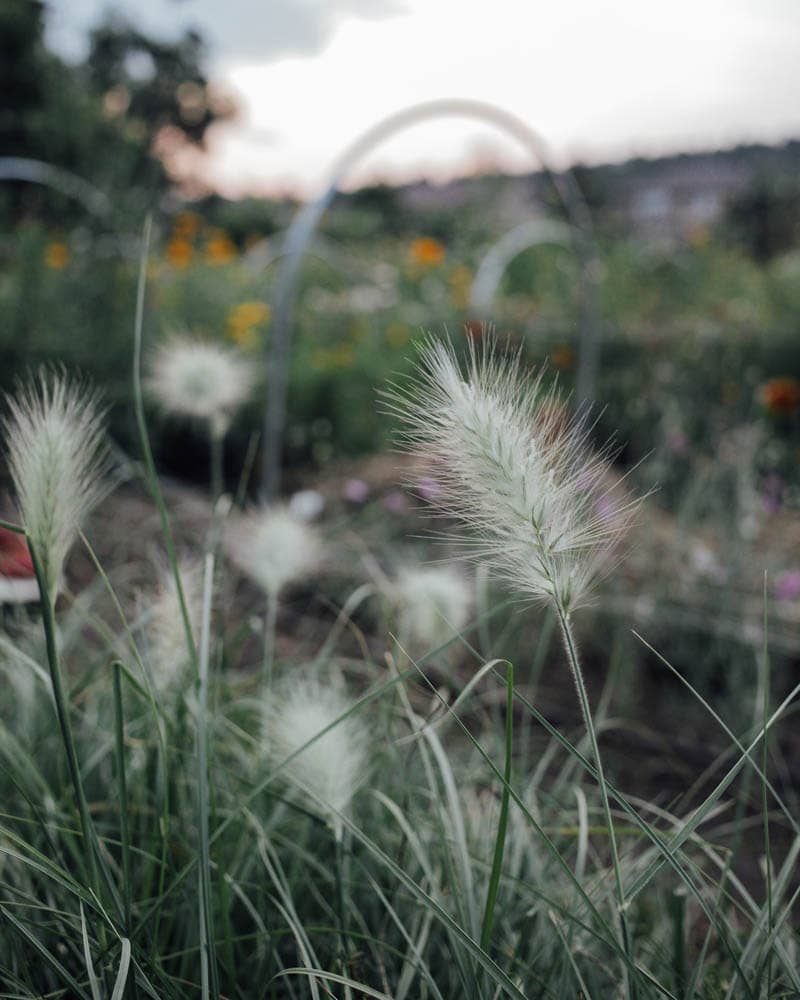 Feathertop Grass - 100 Seeds