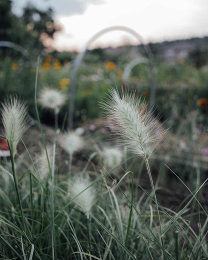 Feathertop Grass - 100 Seeds