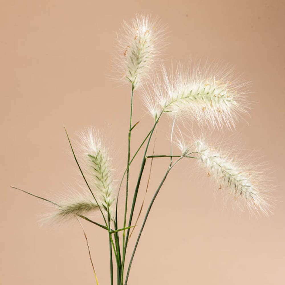 Feathertop Grass - 100 Seeds