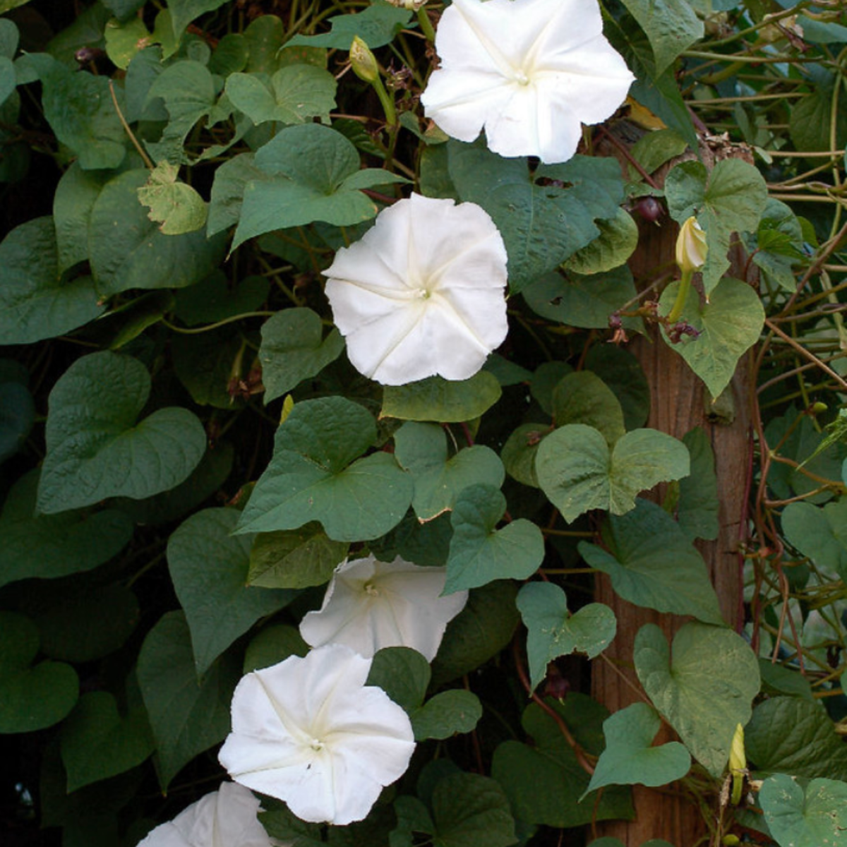 Moonflower (Does not ship to AZ) Garden