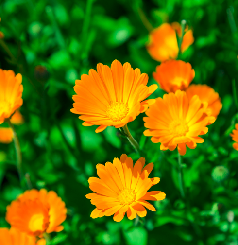 Calendula Tarot Garden