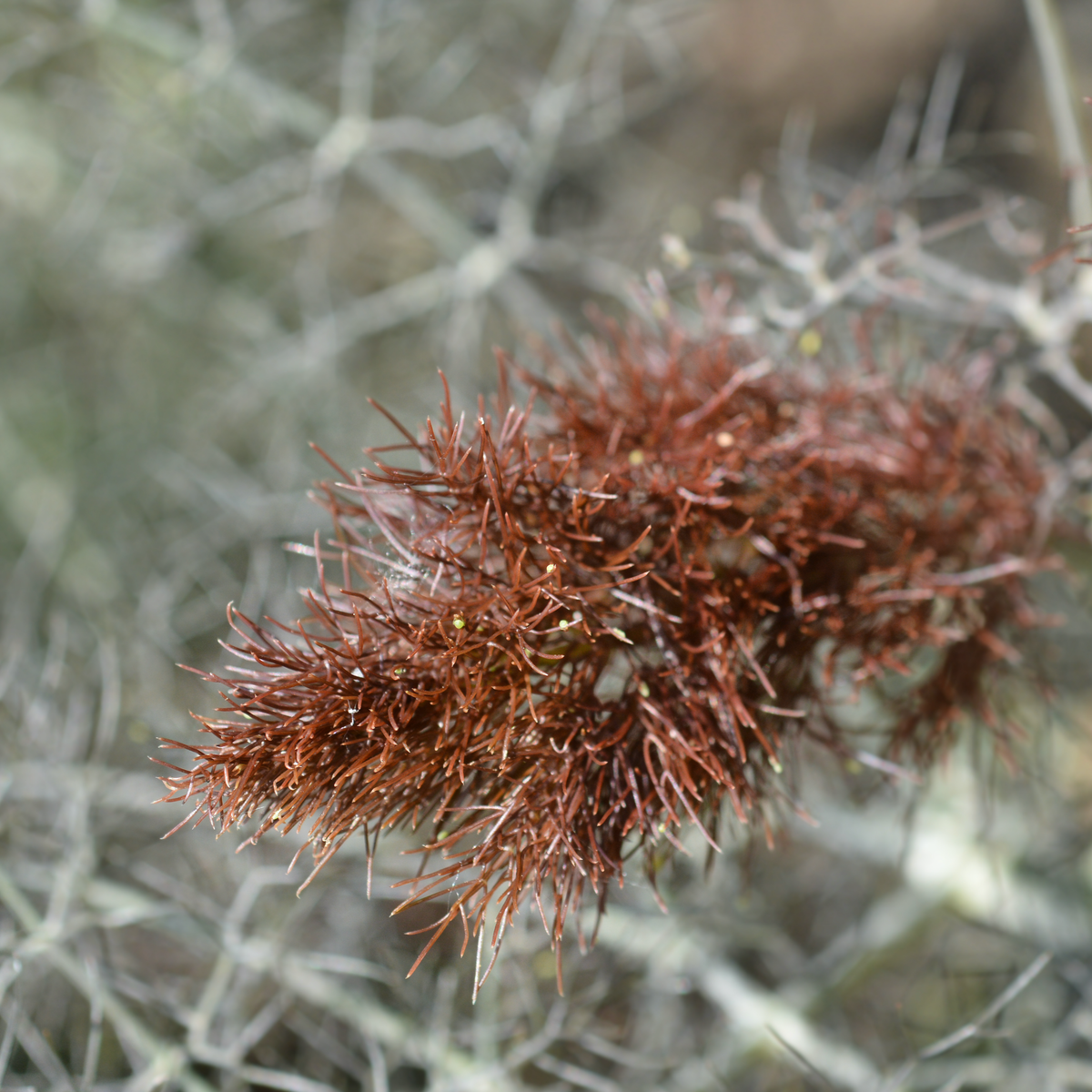 Bronze Fennel Tarot Garden