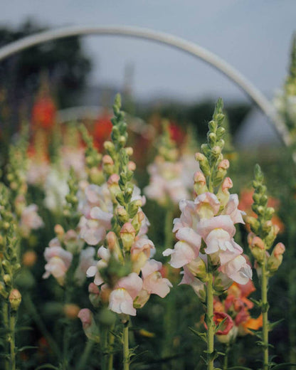 Potomac Appleblossom Snapdragon - 50 Seeds