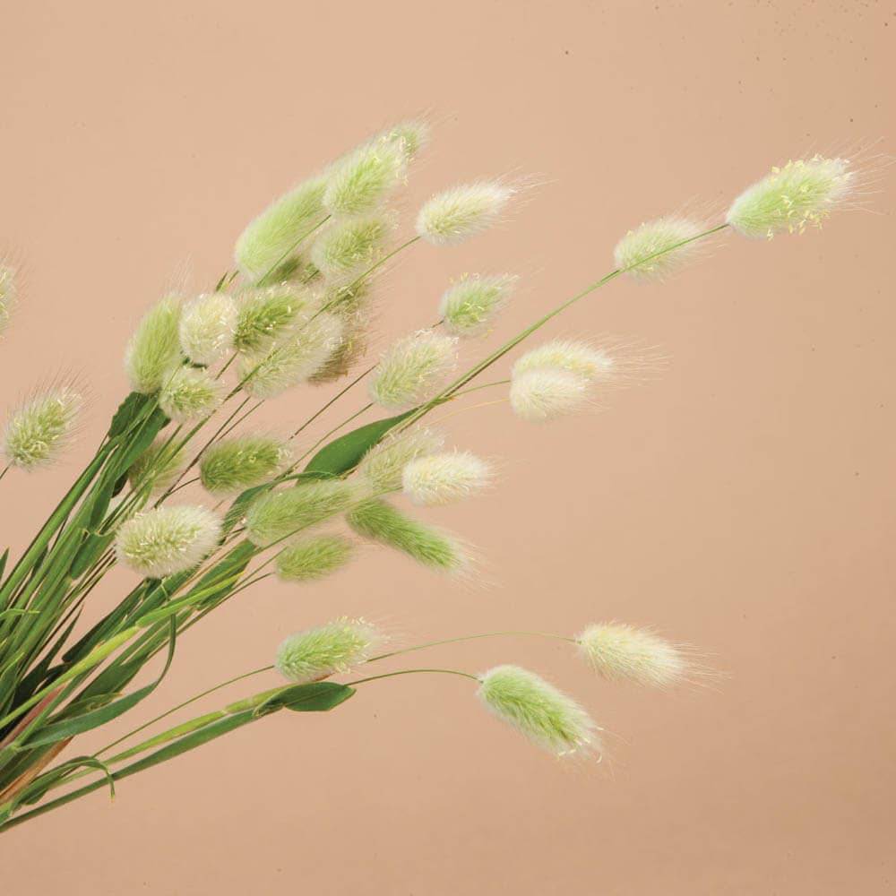 Bunny Tail Grass - 100 Seeds