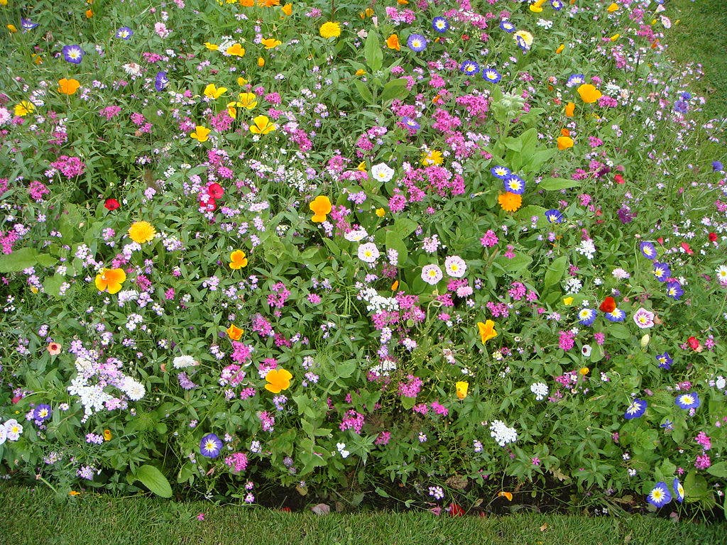 Wildflower Seeds 'Deer Resistant Mix'