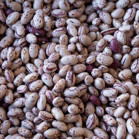 Rancho Gordo Cranberry Bean