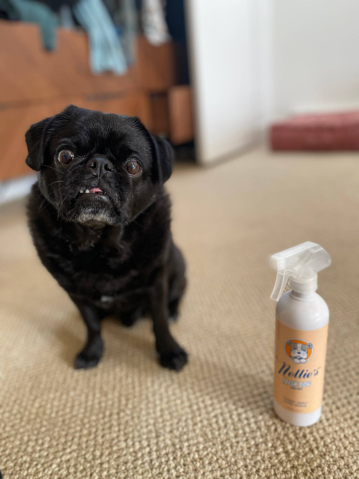 Fresh Dog Waterless Dog Shampoo