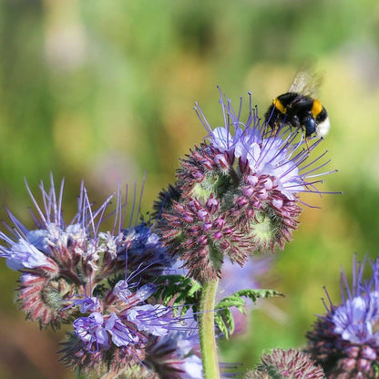 The Empress Bee Tarot Garden