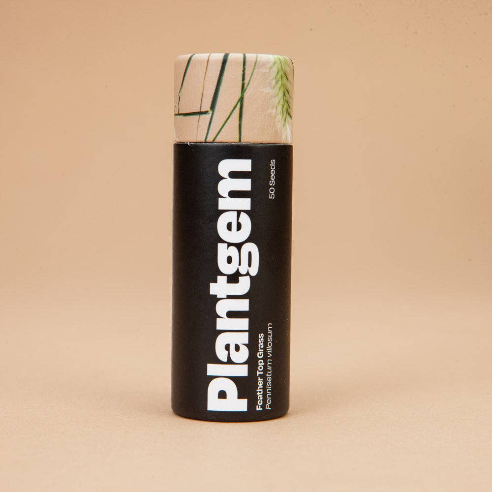 Feathertop Grass - 100 Seeds